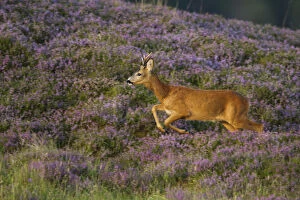 Roe deer (Capreolus capreolus) buck running across heather moorland in summer, Scotland, UK