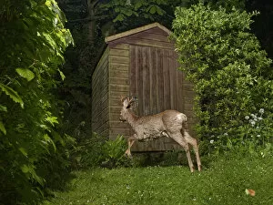 2020 August Highlights Gallery: Roe deer (Capreolus capreolus) buck running past a garden shed at night, Wiltshire, UK