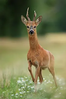 Antlers Prints: Roe deer (Capreolus capreolus) buck walking through wildflowers