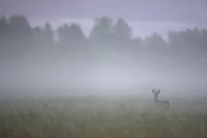Images Dated 6th June 2009: Roe deer (Capreolus capreolus) buck in wet meadow at dawn, Nemunas Delta, Lithuania