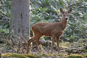 Images Dated 6th December 2019: Roe deer (Capreolus capreolus) buck in woodland. Peerdsbos, Brasschaat, Belgium. August