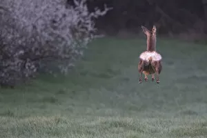 Roe deer (Capreolus capreolus) doe, leaping whilst running away, rear view, Vosges