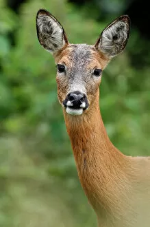 August 2022 Highlights Collection: Roe deer (Capreolus capreolus) doe, head portrait, Fife, Scotland, UK. July. Captive
