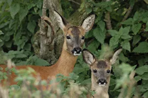 Hedge Prints: Roe deer (Capreolus capreolus) doe with fawn standing in hedgerow