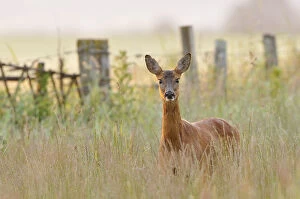 Roe Deer (Capreolus capreolus) doe in a field of set aside at dawn. Perthshire, Scotland