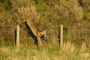 Roe deer (Capreolus capreolus) doe jumping stock fence, Scotland, UK, November 2011