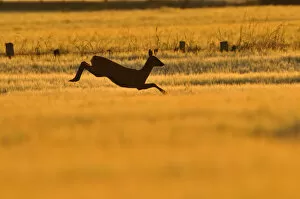 Jumping Gallery: Roe Deer (Capreolus capreolus) doe leaping through barley field in dawn light. Perthshire