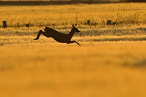Roe Deer (Capreolus capreolus) doe leaping through barley field in dawn light. Perthshire