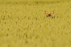 Roe Deer (Capreolus capreolus) doe peering from wheat field. Perthshire, Scotland, June