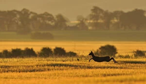 Roe Deer (Capreolus capreolus) doe running in a field of barley, Northumberland, England, UK, June