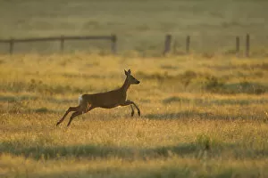 Images Dated 28th June 2011: Roe deer (Capreolus capreolus) doe running through rough grassland in summer, Scotland