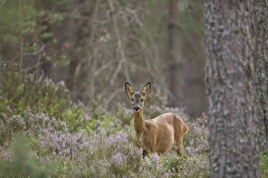 Roe deer (Capreolus capreolus) doe in Scots pine woodland, Cairngorms National Park