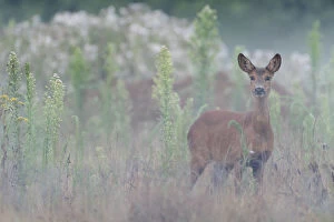 Images Dated 6th December 2019: Roe deer (Capreolus capreolus) doe standing in grassland. Peerdsbos, Brasschaat, Belgium