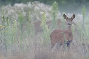 Brasschaat Prints: Roe deer (Capreolus capreolus) doe standing in grassland. Peerdsbos, Brasschaat, Belgium
