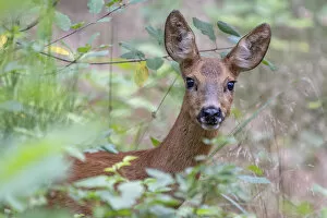 Animal Ears Gallery: Roe deer (Capreolus capreolus) doe amongst vegetation. Peerdsbos, Brasschaat, Belgium