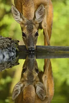 Staffan Widstrand Gallery: Roe deer (Capreolus capreolus) drinking, Pusztaszer protected landscape, Kiskunsagi, Hungary, May