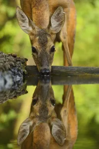 Roe deer (Capreolus capreolus) drinking, Pusztaszer protected landscape, Kiskunsagi, Hungary, May Roe deer (Capreolus capreolus) drinking, Pusztaszer protected landscape, Kiskunsagi, Hungary, May