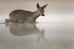 Roe deer (Capreolus capreolus) entering pond about to swim across it. Valkenhorst Nature Reserve