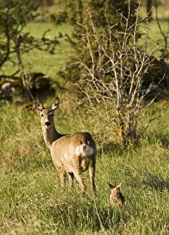 Images Dated 15th May 2009: Roe deer (Capreolus capreolus) with fawn, Matsalu National Park, Estonia, May 2009