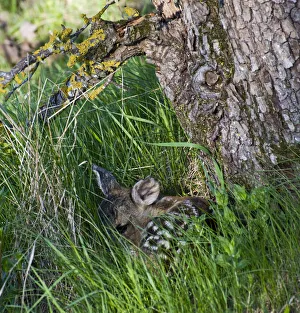 Trunks Prints: Roe deer (Capreolus capreolus) fawn curled up at base of tree, Estonia, May 2009
