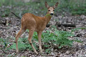 Brasschaat Prints: Roe deer (Capreolus capreolus) female