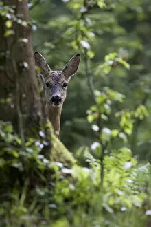 Forests in Our World Gallery: Roe Deer (Capreolus capreolus) hiding behind a tree. Black Forest, Germany, May