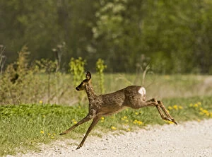 Images Dated 16th May 2009: Roe deer (Capreolus capreolus) leaping, Matsalu National Park, Estonia, May 2009