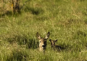 Wild Wonders of Europe 2 Gallery: Roe deer (Capreolus capreolus) lying in long grass with fawn, Matsalu National Park