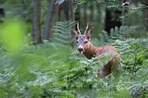 Brasschaat Prints: Roe deer (Capreolus capreolus) male