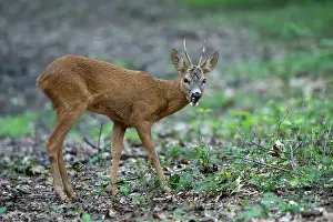 Brasschaat Prints: Roe deer (Capreolus capreolus) male