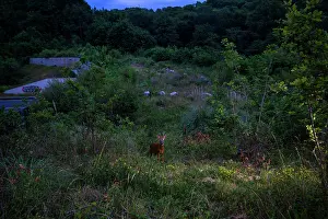 Safety Prints: Roe deer (Capreolus capreolus) male
