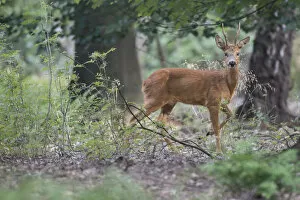 Roe deer (Capreolus capreolus) male buck in woodland, Peerdsbos, Brasschaat, Belgium