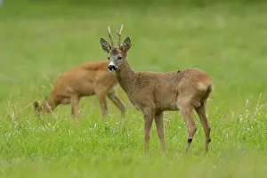 True Deer Prints: Roe deer (Capreolus capreolus) male and female, grazing in field, Flatanger, Norway. July