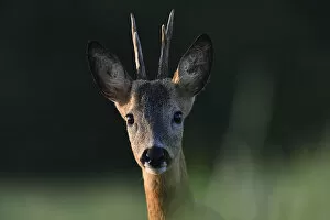 Roe deer (Capreolus capreolus) male portrait, , Vosges, France, May