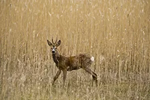 Roe deer (Capreolus capreolus) male amongst reeds in marsh, Matsalu National Park