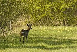 Images Dated 16th May 2009: Roe deer (Capreolus capreolus) Matsalu National Park, Estonia, May 2009