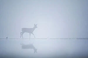 Cool Coloured Coasts Collection: Roe deer (Capreolus capreolus) on a misty morning at the edge of a pond