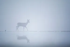 Capreolus Prints: Roe deer (Capreolus capreolus) on a misty morning at the edge of a pond