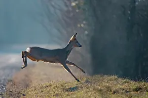 France Prints: Roe deer (Capreolus capreolus) running across a forest lane in winter