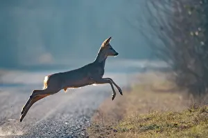 France Prints: Roe deer (Capreolus capreolus) running across a forest lane in winter