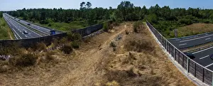 Charente Maritime Prints: Roe deer (Capreolus capreolus) running across a wildlife crossing above the A10 highway