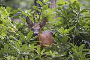 Roe deer (Capreolus capreolus) stag peering through vegetation, Peerdsbos, Brasschaat