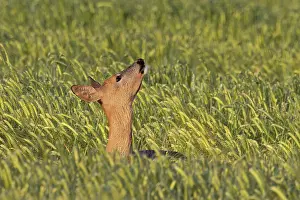 Using Senses Prints: Roe deer (Capreolus capreolus) standing in wheat field smelling the air
