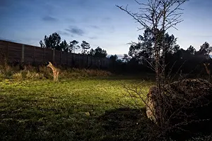 Charente Maritime Prints: Roe deer (Capreolus capreolus) standing on a wildlife crossing above the A10 highway at dusk