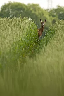Roe deer (Capreolus capreolus) staring down track in a field of wheat (Triticum sp