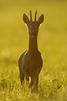 Images Dated 7th August 2011: Roe deer (Capreolus capreolus) at sunset, Vosges, France, August