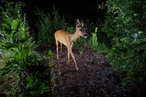 Safety Prints: Roe deer (Capreolus capreolus) using a wildlife crossing above the A72 highway at night