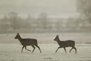 Two Roe deer (Capreolus capreolus) walking across a frosty field, Scotland, UK, November
