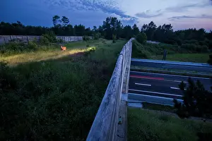 Roe deer (Capreolus capreolus) walking across a wildlife crossing above the A10 highway at dawn, Charente-Maritime, France. June. Camera trap image