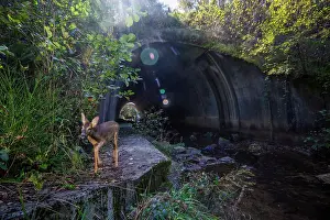Safety Prints: Roe deer (Capreolus capreolus) walking along a wildlife underpass below the A89 highway and above the Deirot river